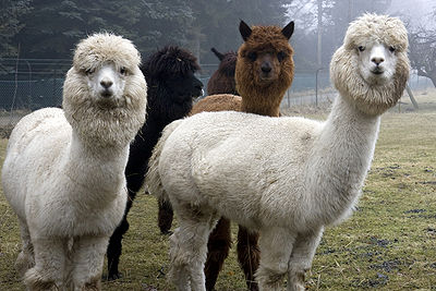 Alpaca