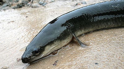 american eel care