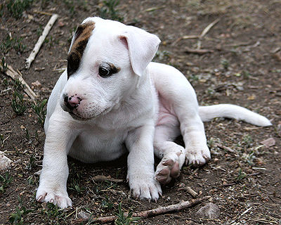 Pit Bull Pup