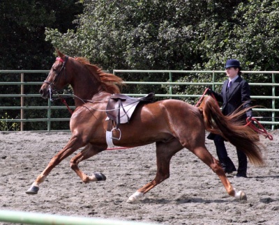 American Saddlebred