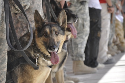 Military Dog