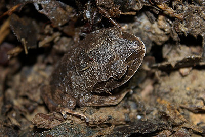 Asian Litter Frog