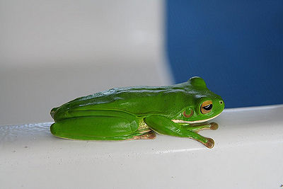 Australian Green Tree Frog