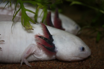 Axolotls