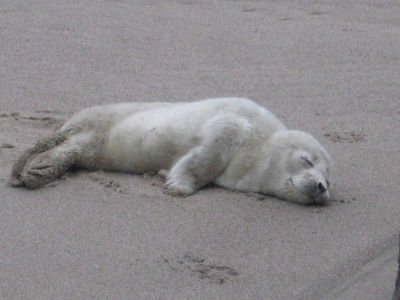 Baby seal