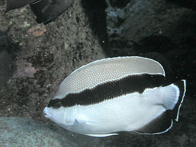 Bandit Angelfish