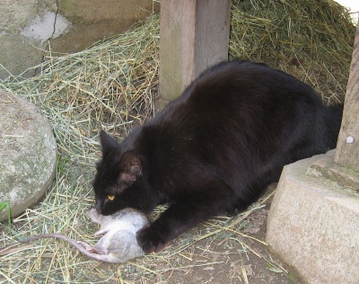 Barn Cat