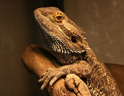 Eastern bearded dragon - Wikipedia