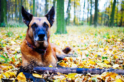 Belgian Malinois