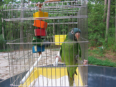 Bird Cage Outside