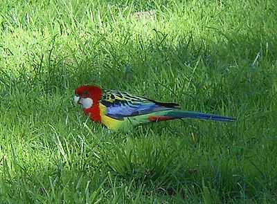 Bird eating grass