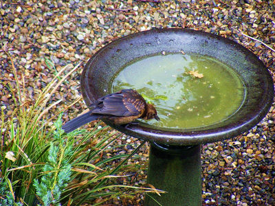 Bird Water