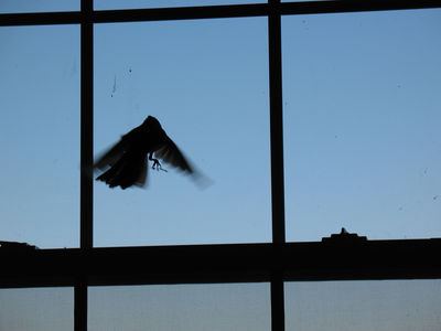 Bird Window