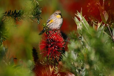 Bird Flower