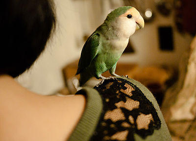 Bird on Shoulder