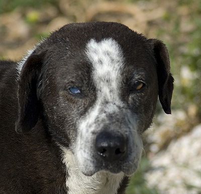 Blind Dog