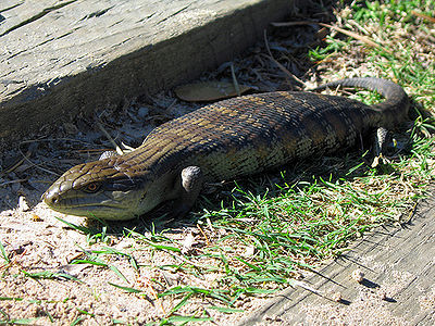 Blue-Tongued Skink