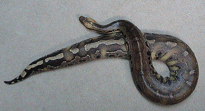 Borneo Short-tailed Python