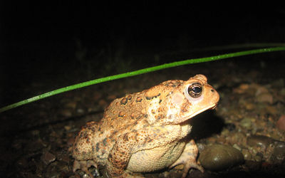 Bufo Toad