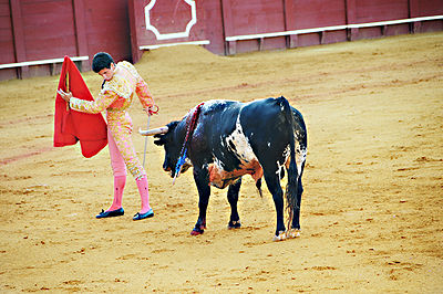 Bull Fight