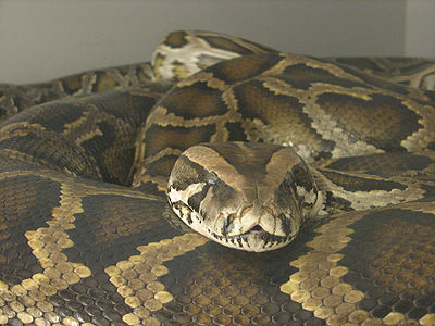 Burmese Python