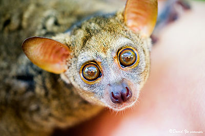 bush baby eyes