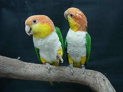 Caique