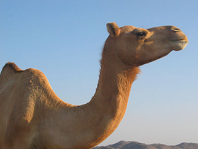 Camel