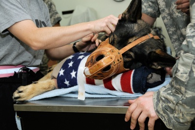 Canine Blood Donor