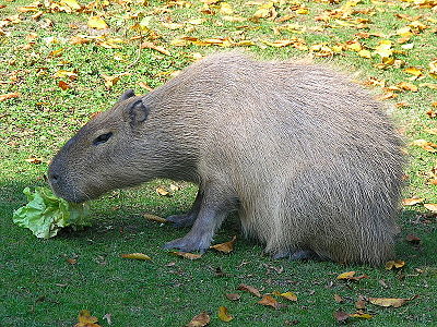 Capybara