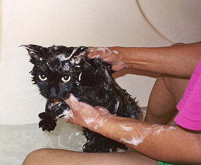 Cat taking a bath