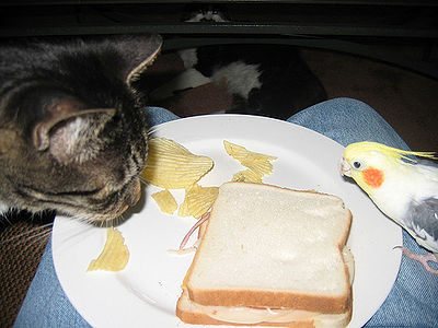 Cat and bird sharing a sandwich