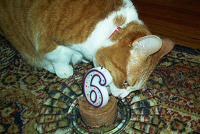 Cat Birthday