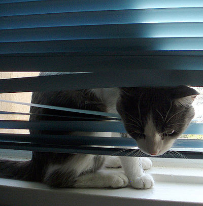 Cat in the Blinds