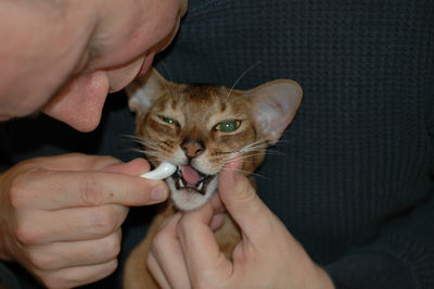 Brushing a cat's teeth