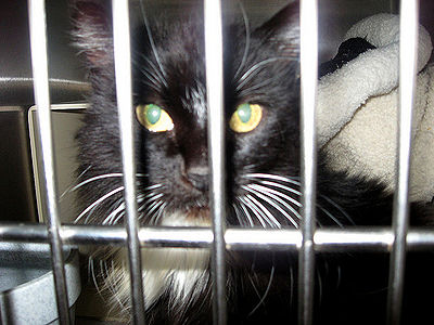 Cat in Cage at Shelter