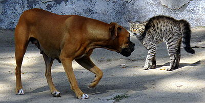 Cat and Dog fighting