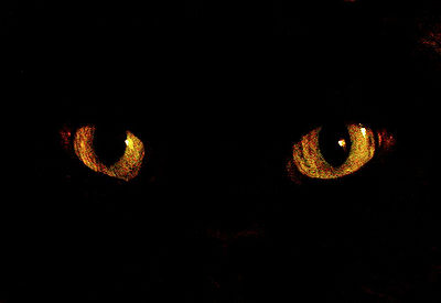 glowing cat eyes