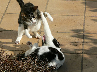 Cat Fight