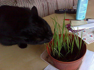 Cat Grass