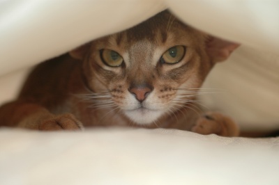 Cat Hide