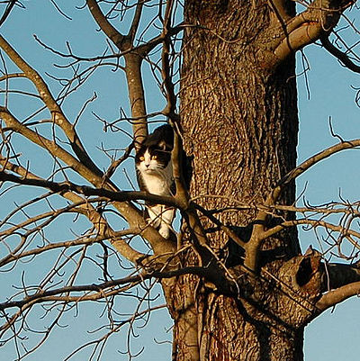 Cat in a tree