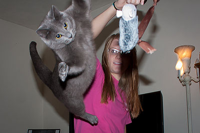 How Can Cats Jump So High - The Pet Wiki