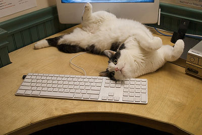 Cat on the Keyboard