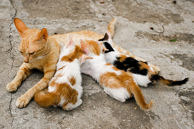 Cat nursing kittens