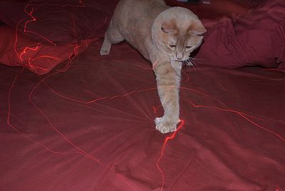 Cat Laser Pointer