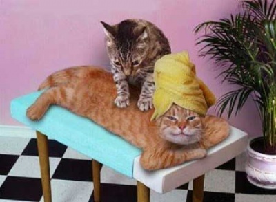 Cat Massage