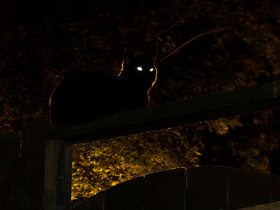 Cat at Night