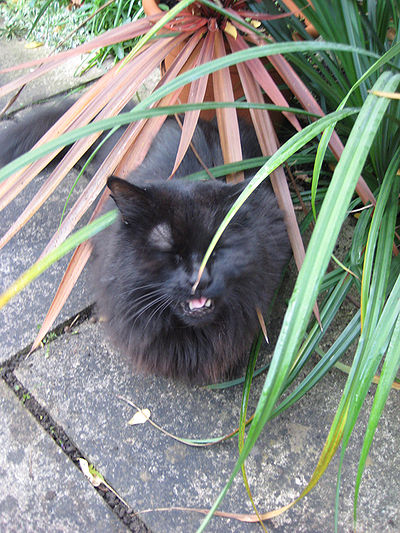 Cat Sneezing