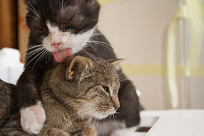 Cat taking care of a cat with FIP